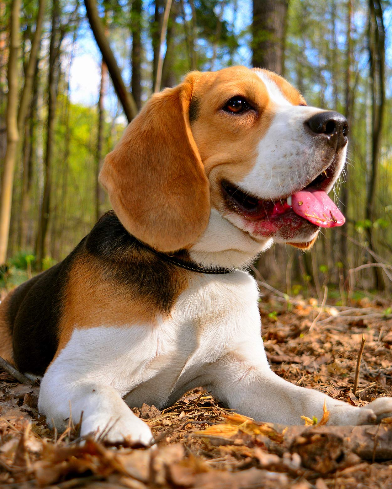  Dogs  With Long  Ears  The Adorably Floppy Pets Your Family 