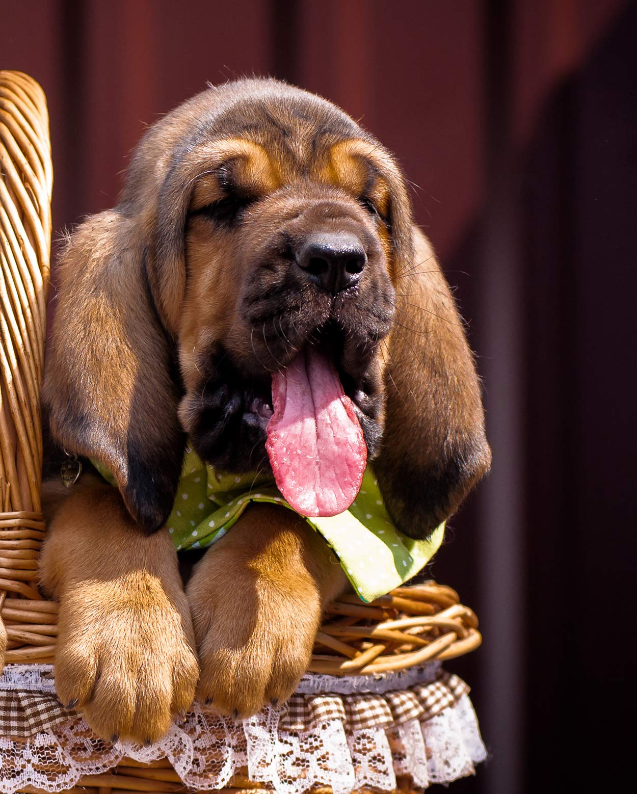  Dogs  With Long  Ears  The Adorably Floppy Pets Your Family 