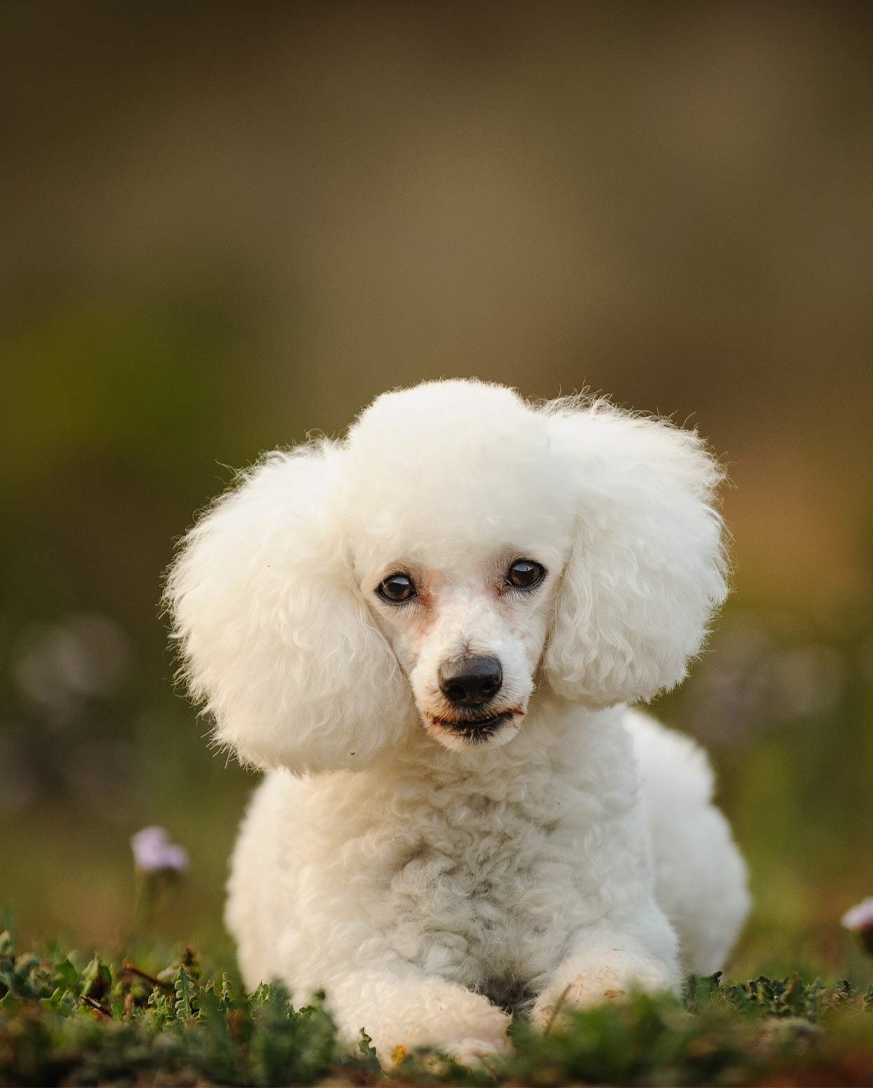 poodle bernard mix