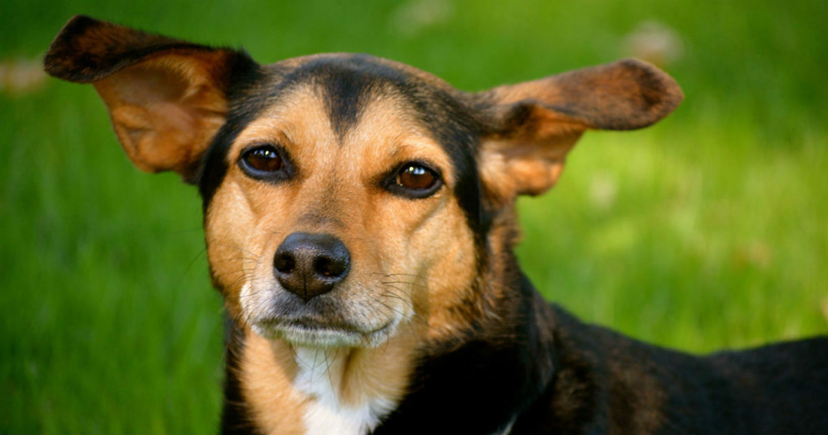 miniature pinscher hound mix