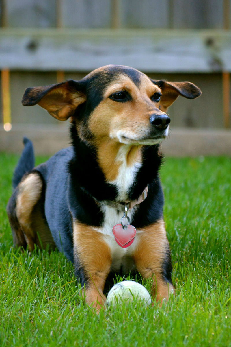 doberman pinscher beagle mix