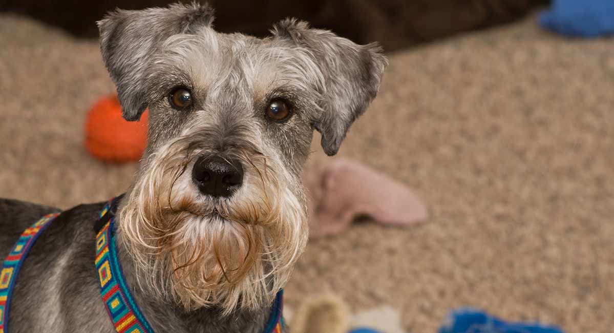 cute miniature schnauzer