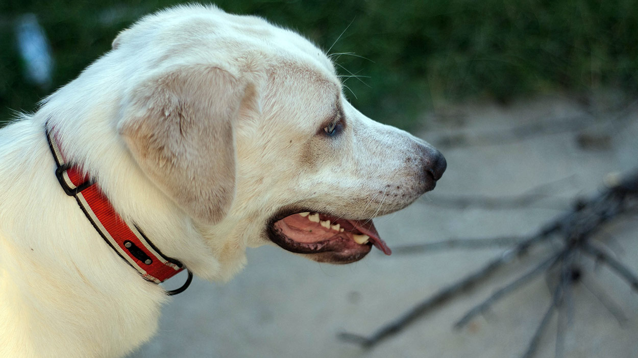 great pyrenees and yellow lab mix