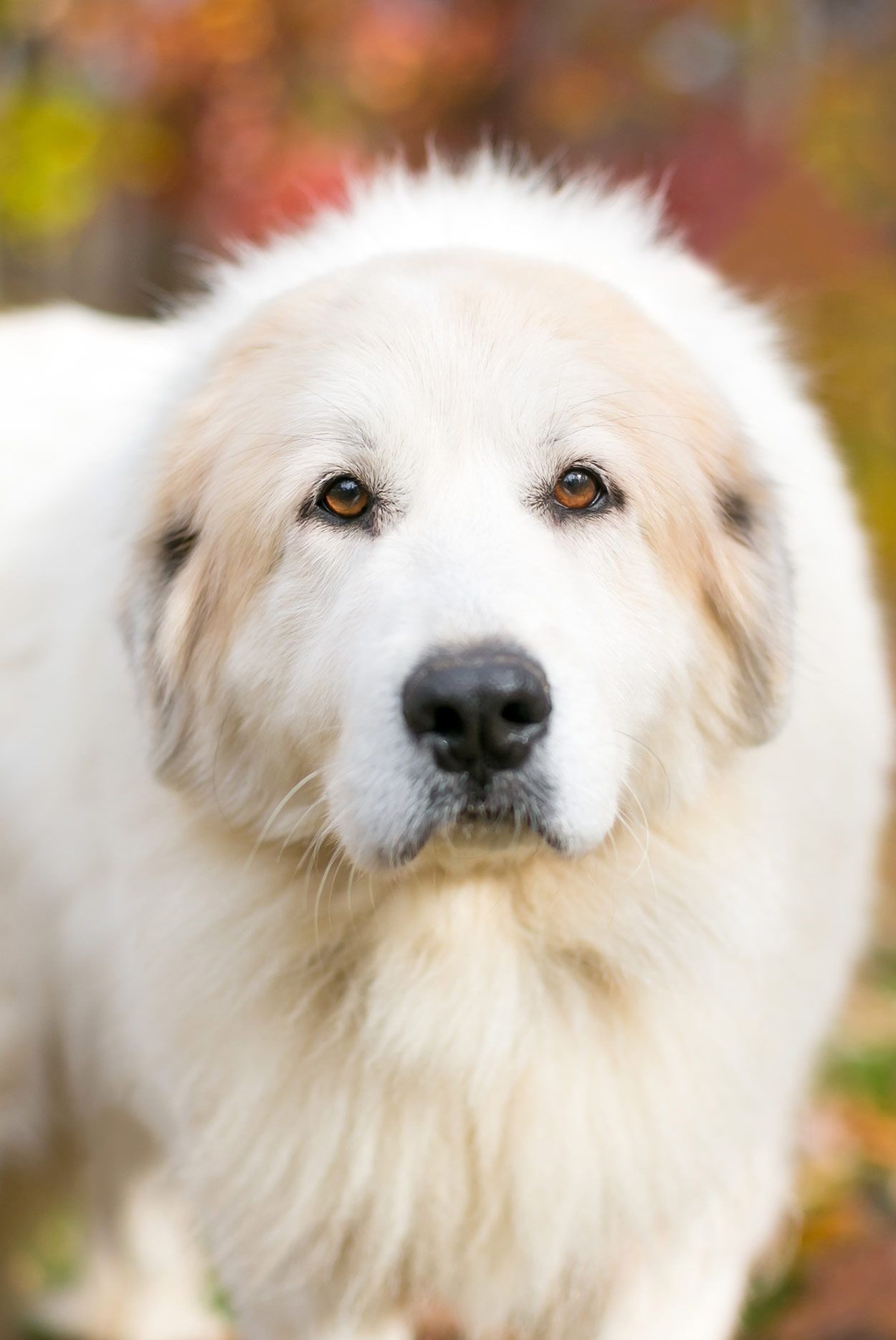 Pyrador Breed - Guide To Life With A Great Pyrenees Lab Mix