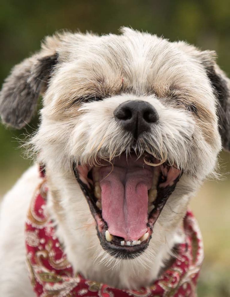 Reverse Sneezing In Dogs Causes And What You Can Do About It