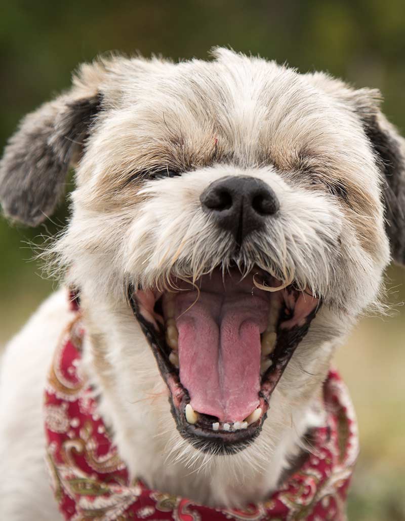 can dogs reverse sneeze while sleeping