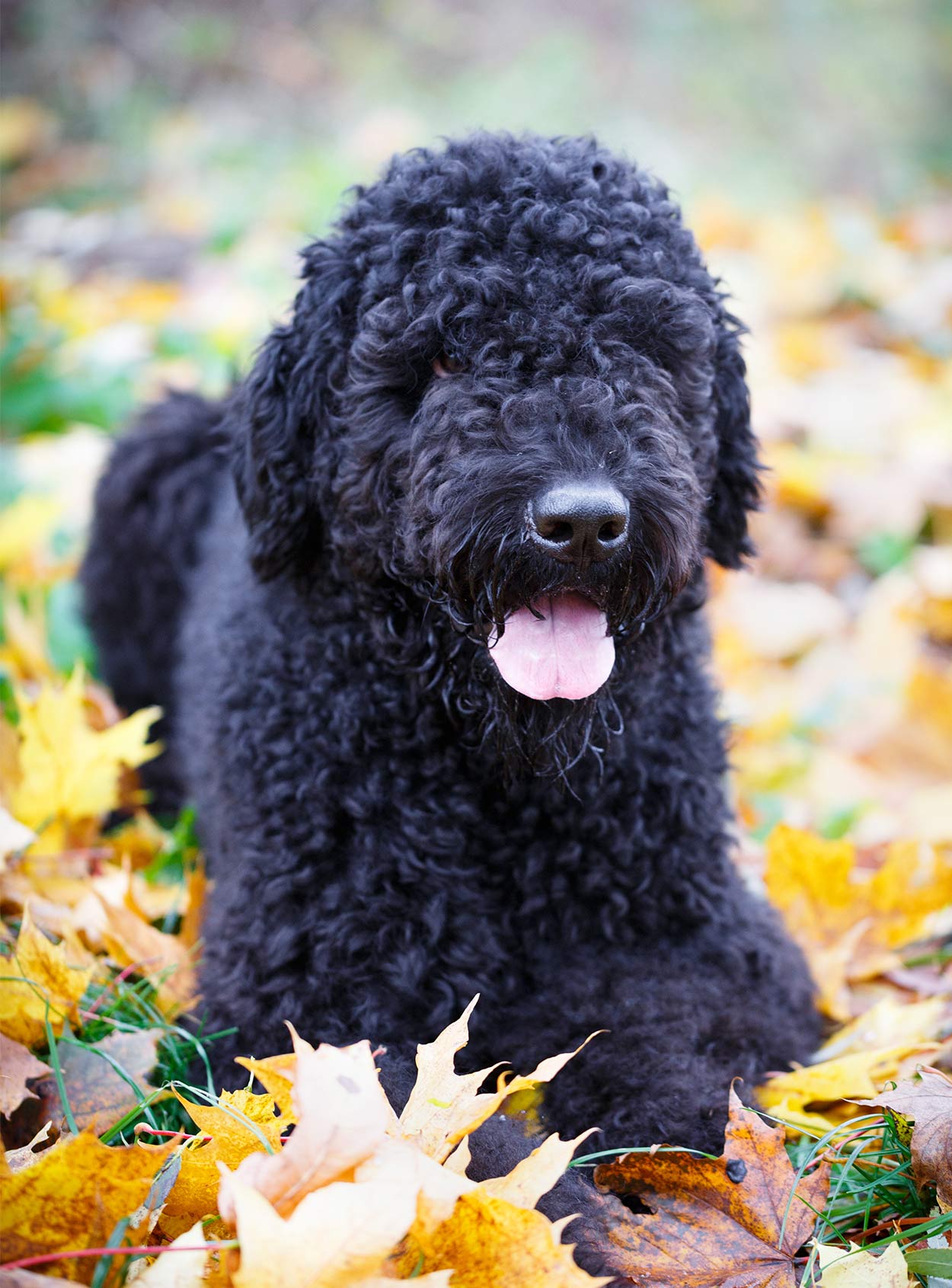 black fluffy big dog