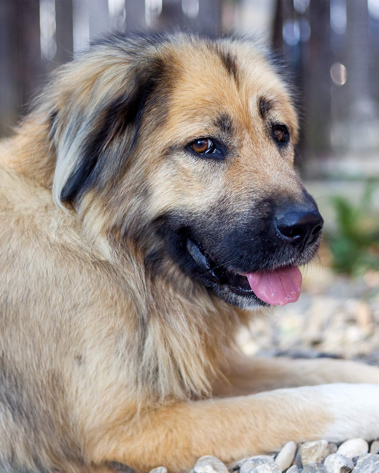 biggest dog breed russian