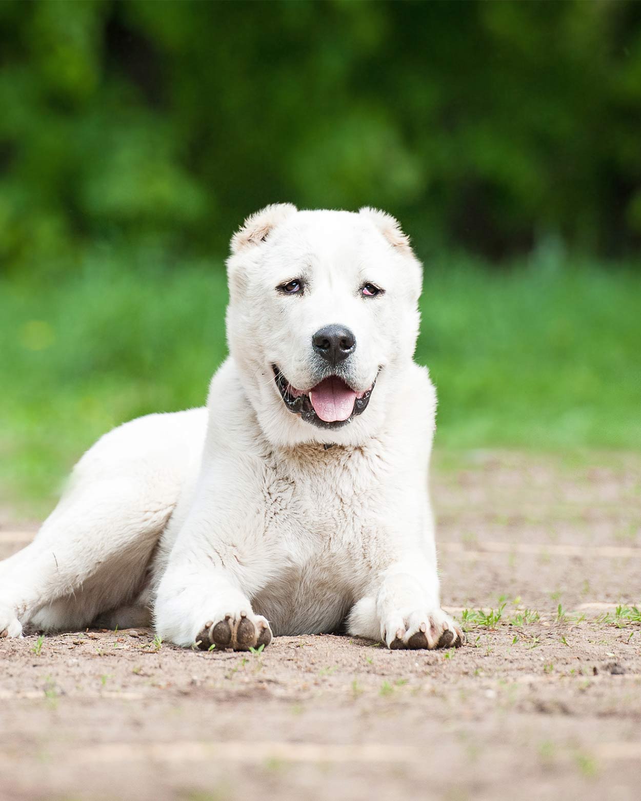 Telegraph   Russian Central Asian Shepherd 