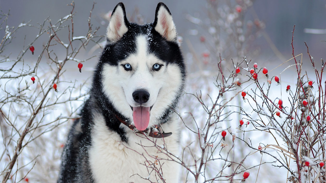 Russian Dog Breeds - The Amazing Pups That Came From Russia