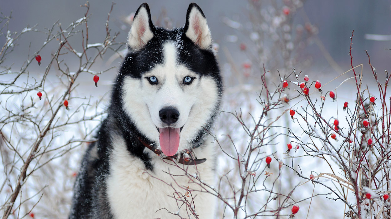 79+ German Shepherd Samoyed Husky Mix