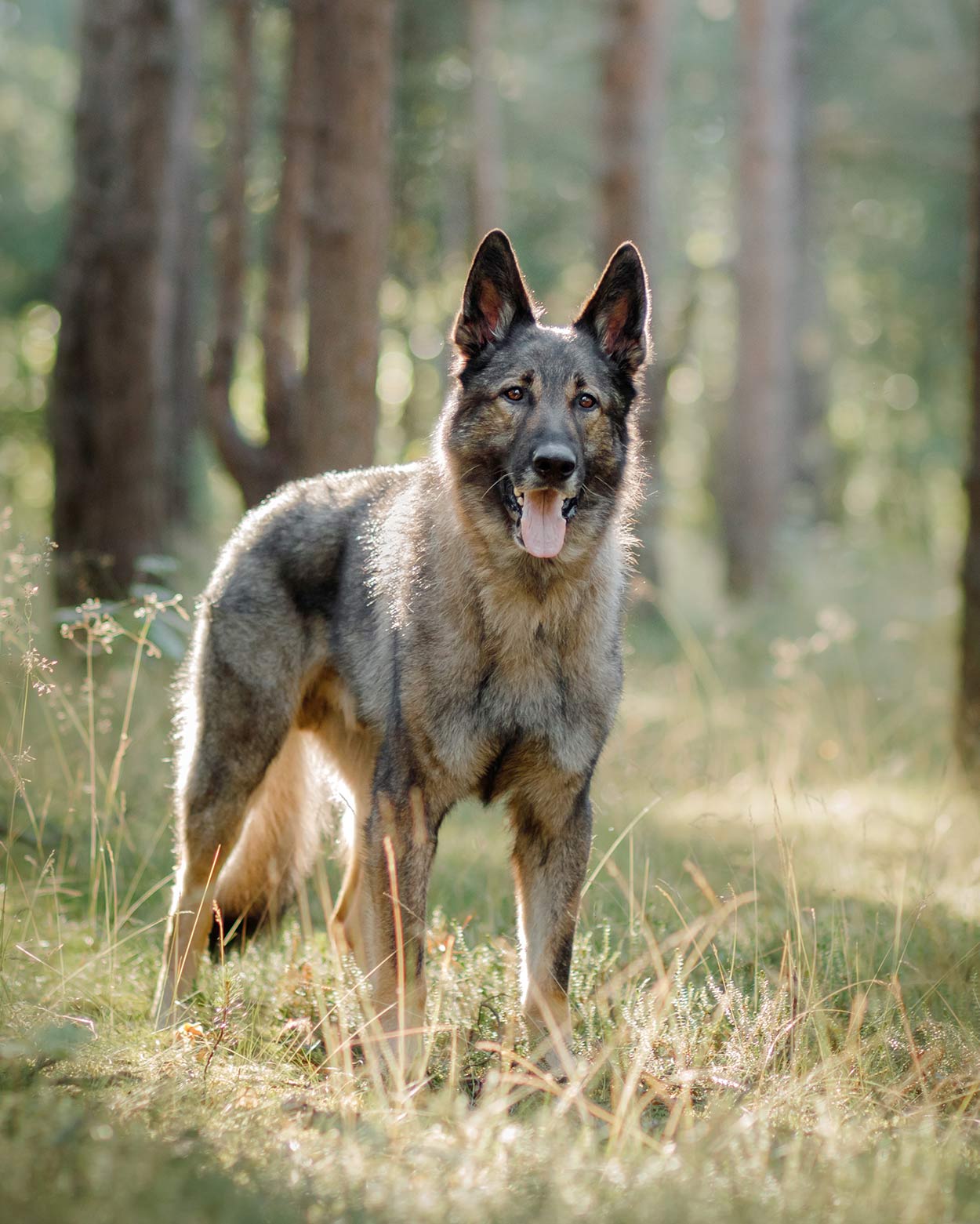 Russian Dog Breeds - The Amazing Pups That Came From Russia