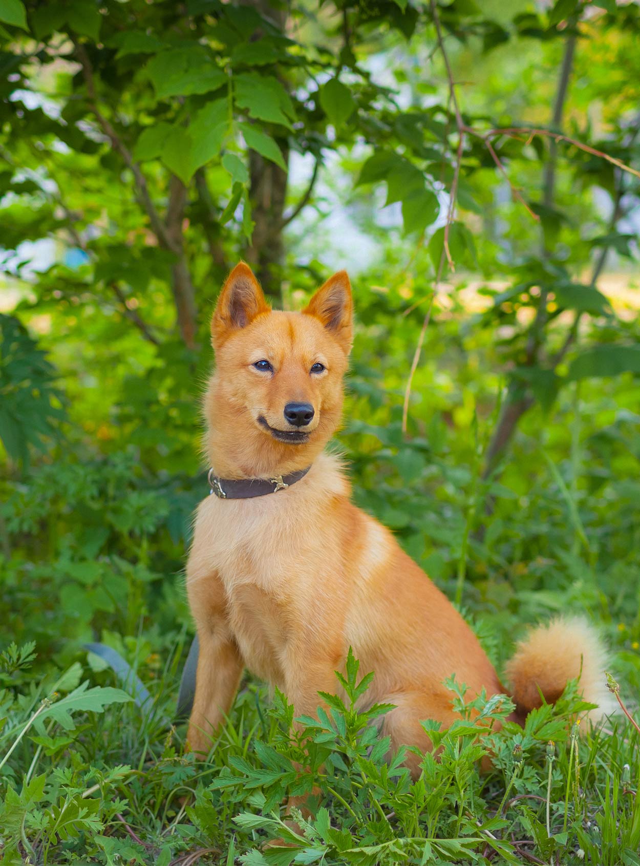 are karelian bear dog hypoallergenic