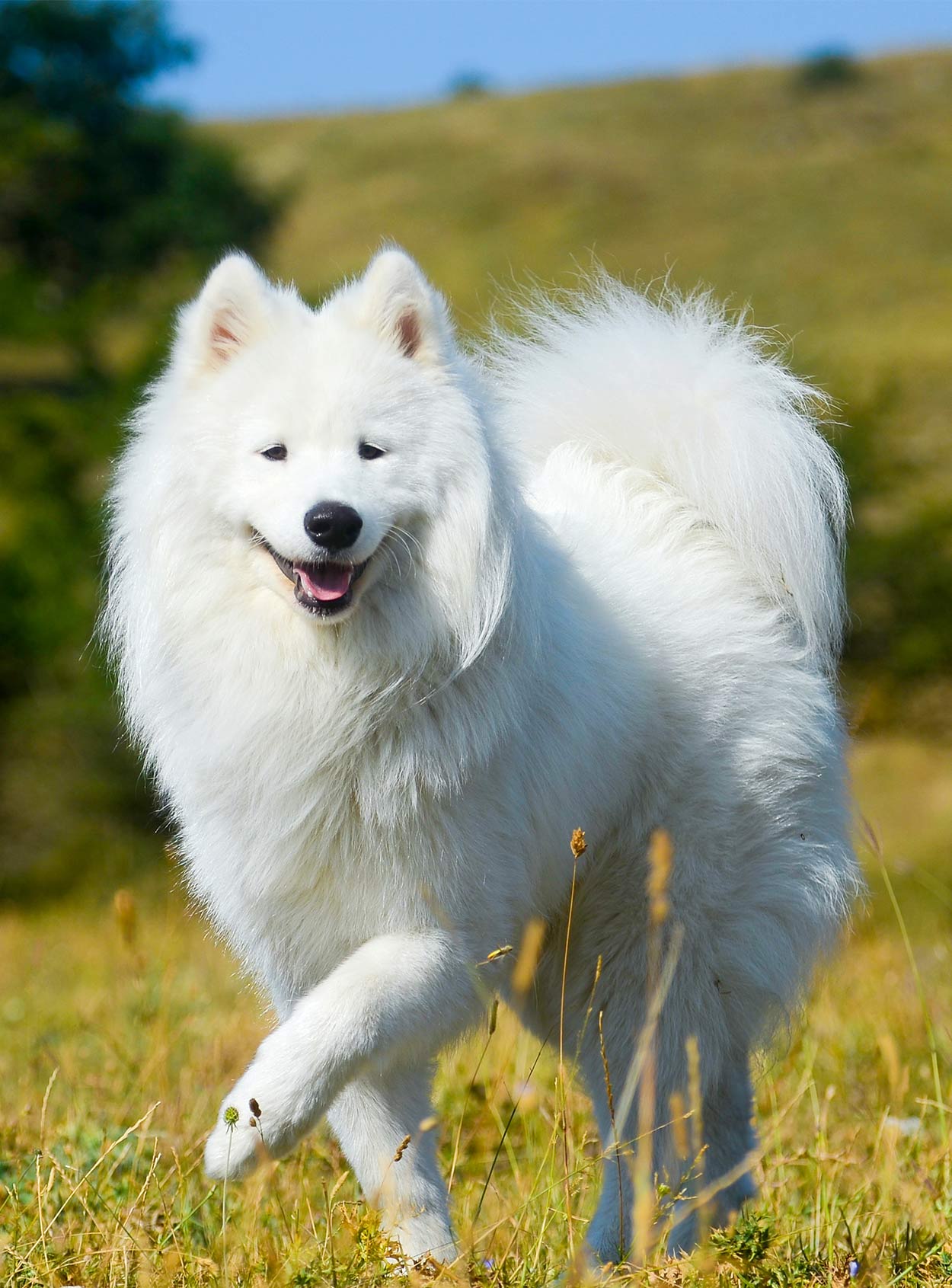 Russian Dog Breeds The Amazing Pups That Came From Russia   Russian Siberian Samoyed 