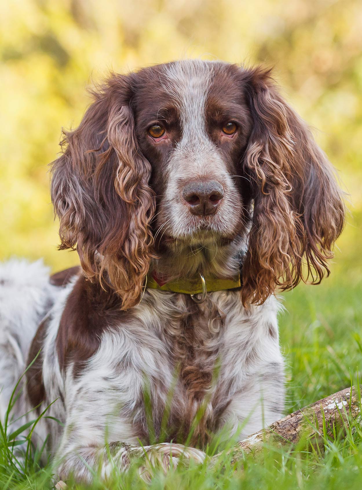 Russian Dog Breeds - The Amazing Pups That Came From Russia