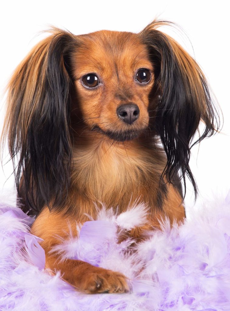 Russian Dog Breeds The Amazing Pups That Came From Russia