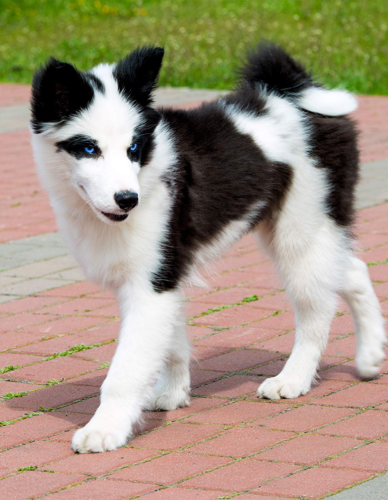 yakutian laika dog