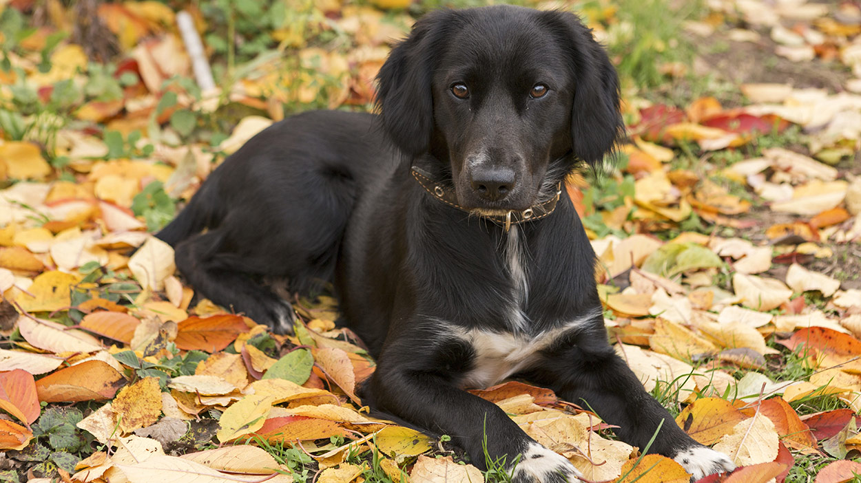 springer spaniel terrier mix