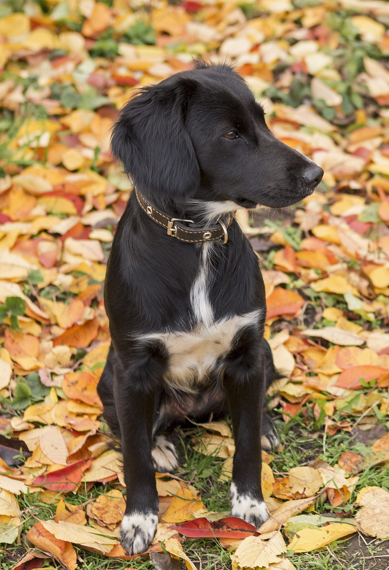 labrador springer spaniel cross puppies