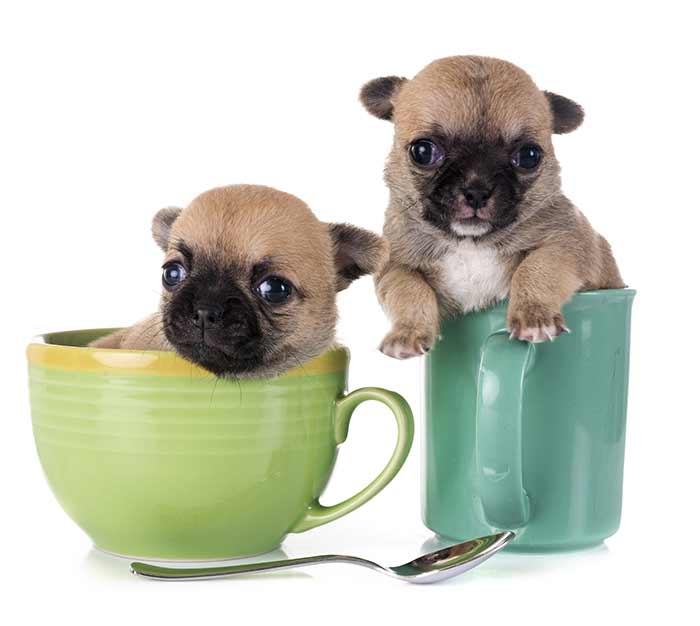 szczenięta teacup chihuahua są kruche