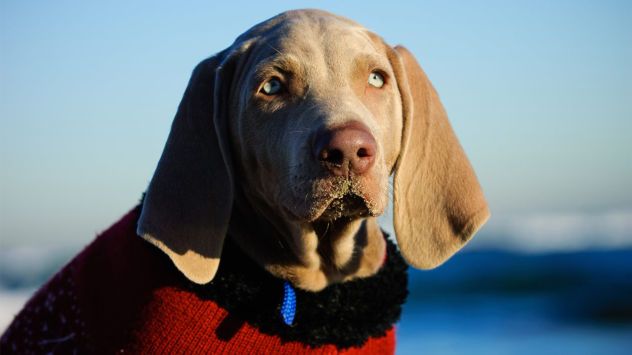 weimaraner sweater