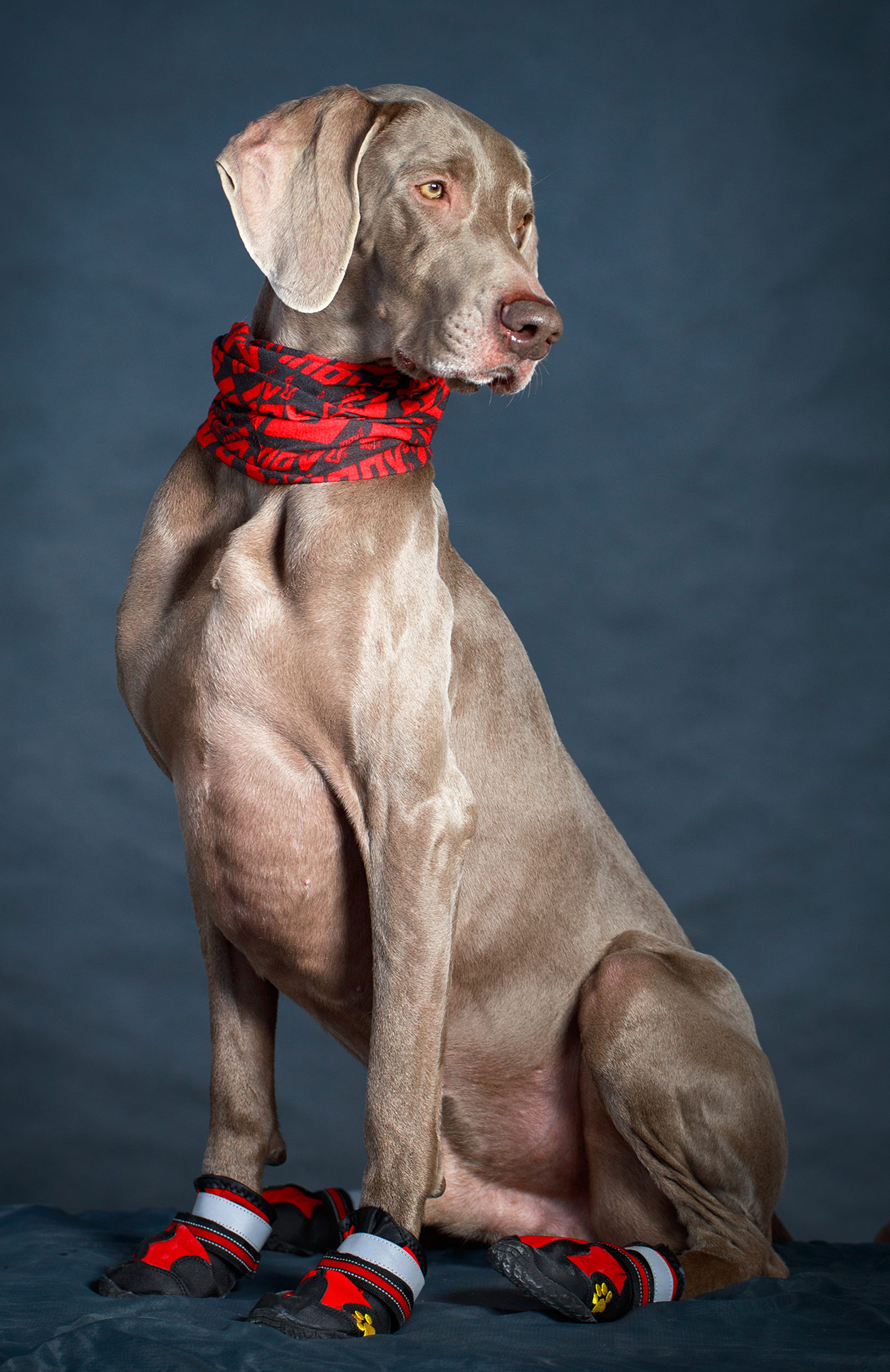 best coat for weimaraner