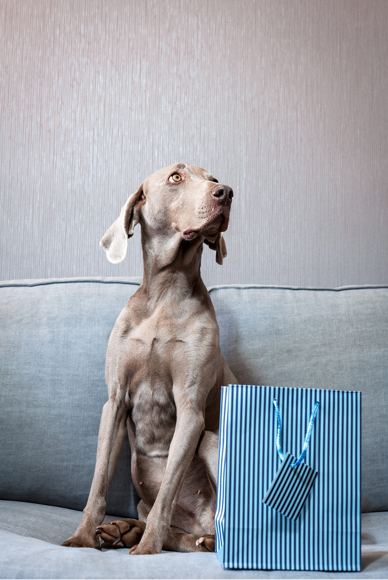 happy birthday weimaraner