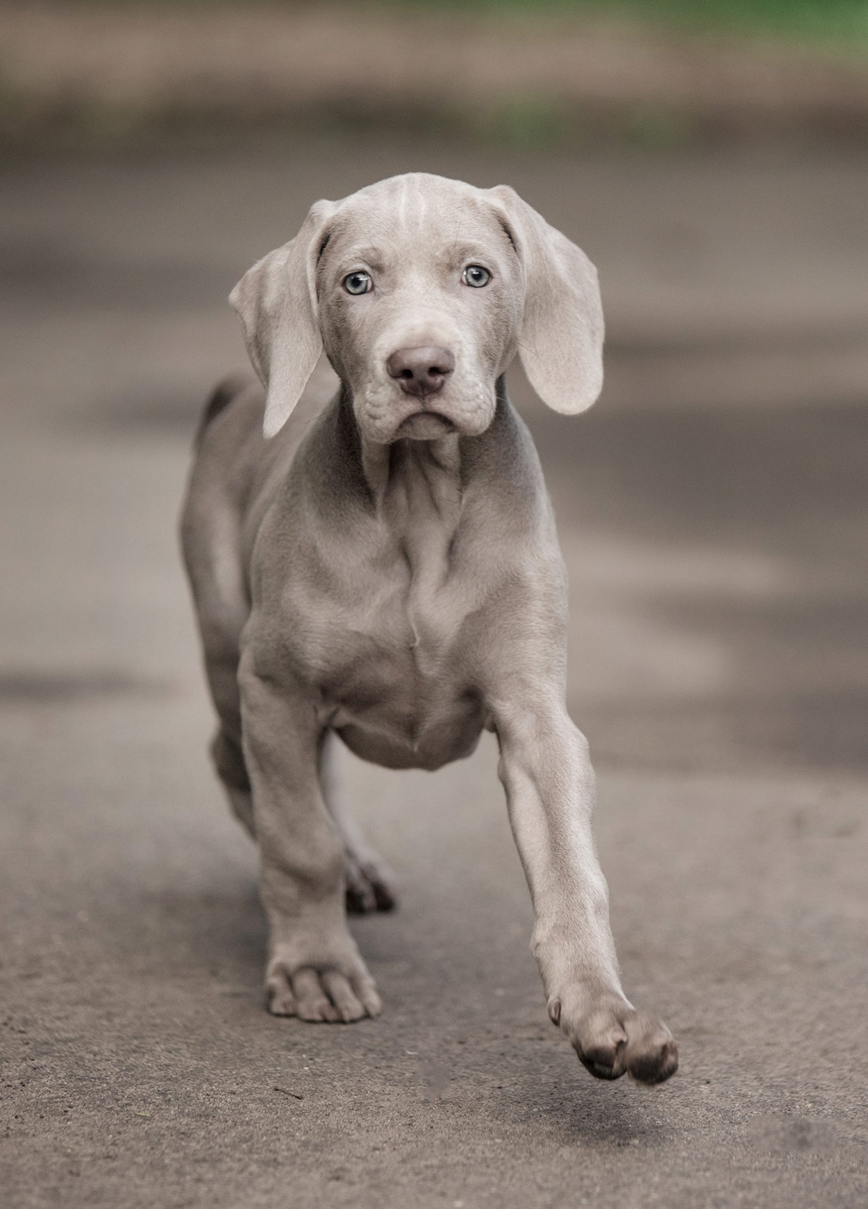 german dog breeds weimaraner