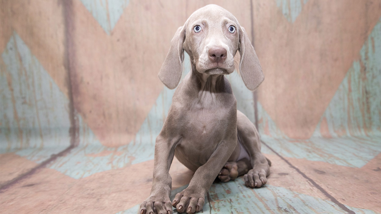 silver weimaraner puppies