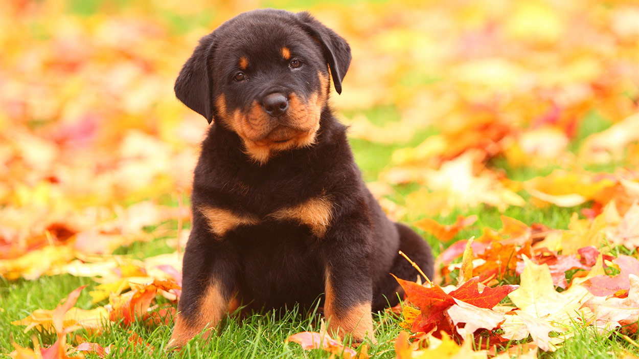 can lab puppies stay outside