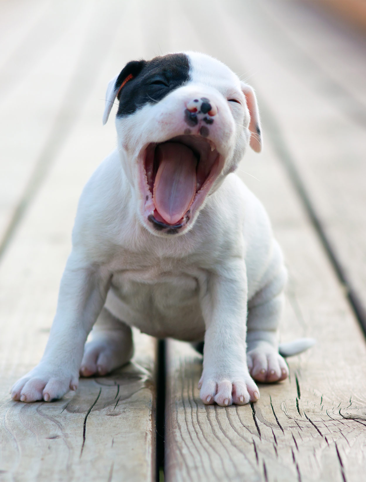 can you let an 8 week old puppy in the garden