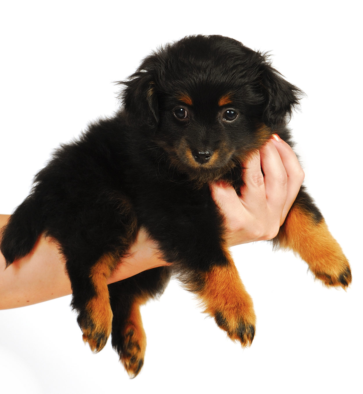 yorkie poo adults