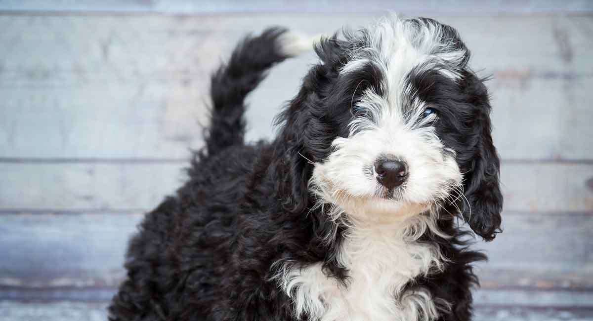 Large Poodle Mix Breeds