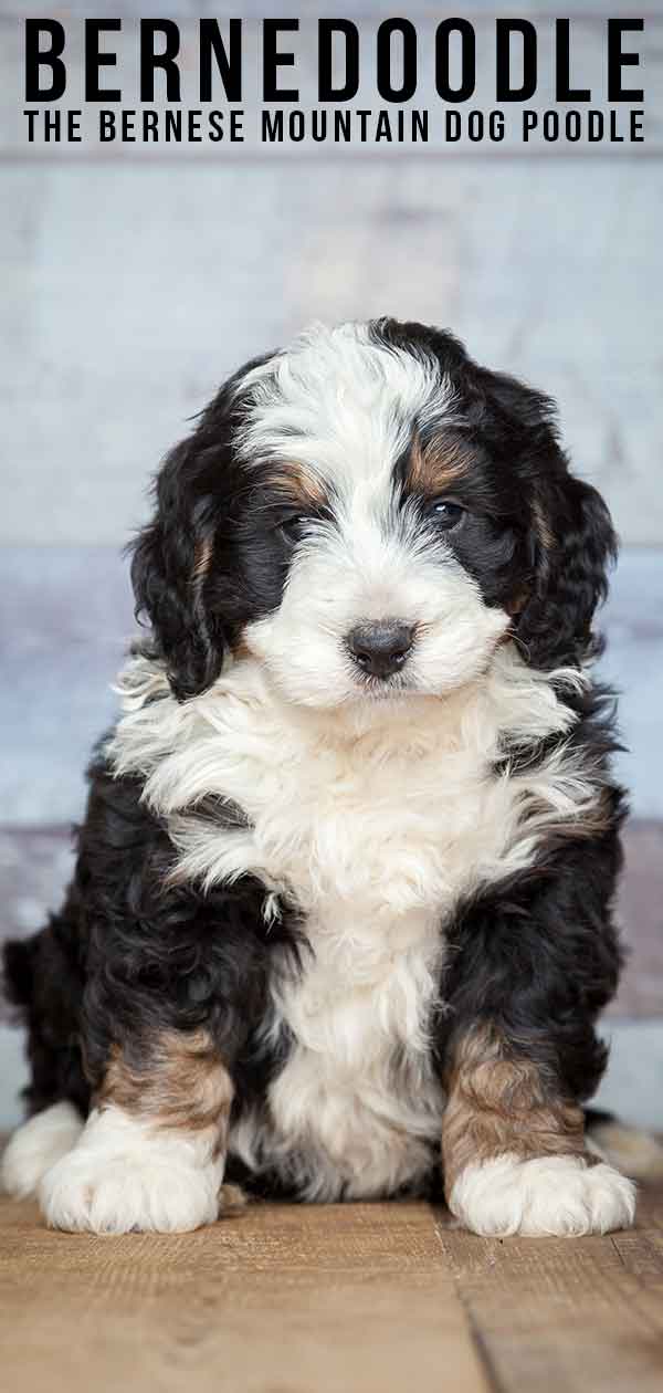 mix of bernese mountain dog and poodle