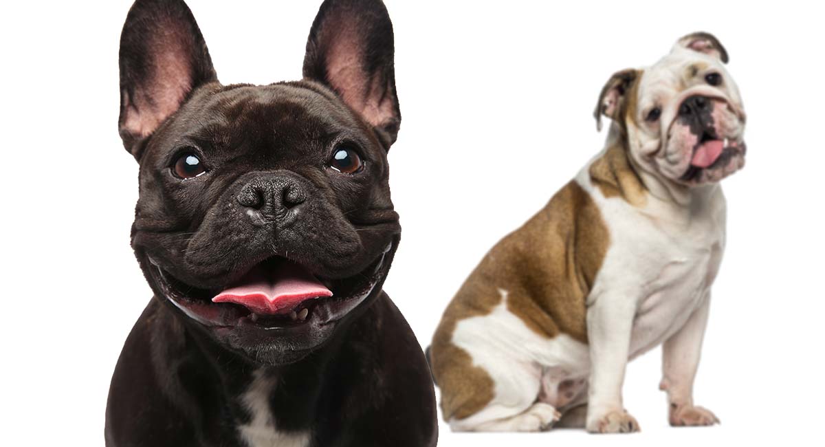 bulldog breeds