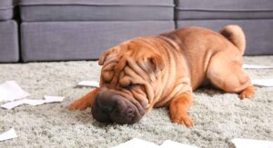 Chinese Dog Breeds