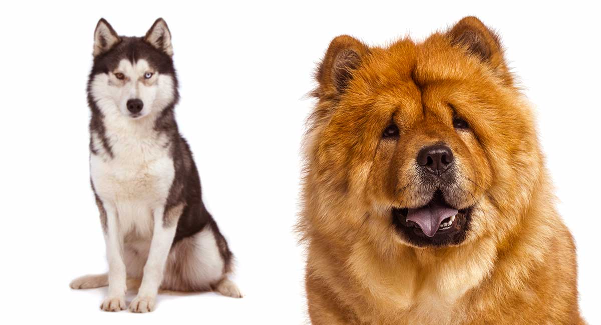 Chusky Information Center The Chow Chow Husky Mix Breed Guide