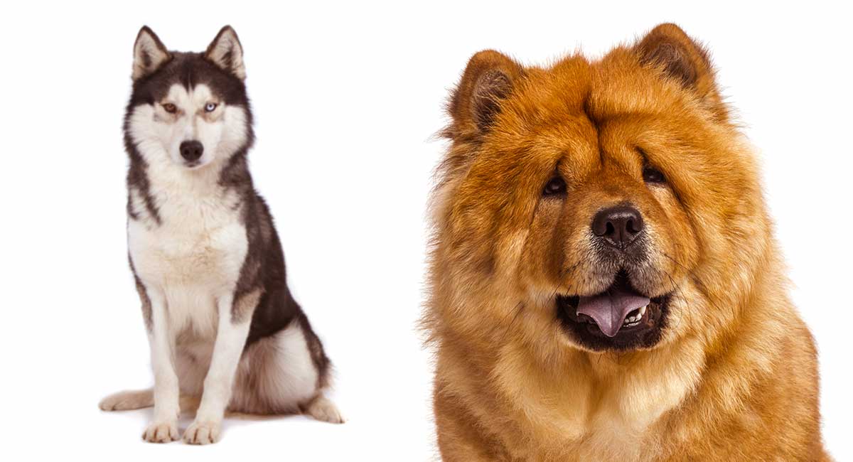 Trends For Chow Chow Mixed With Husky