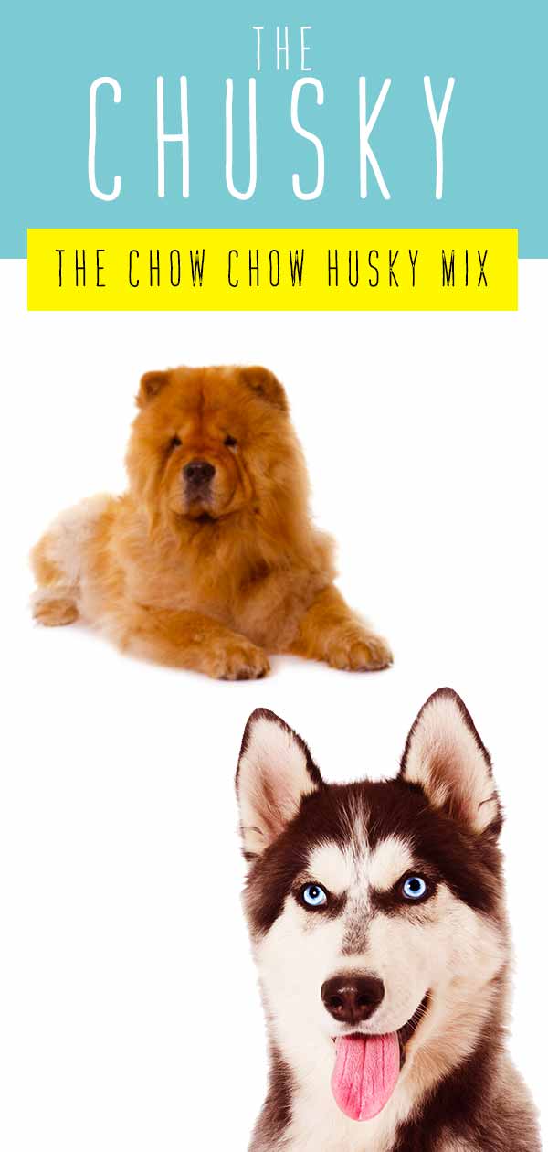 Chow Chow Height Chart