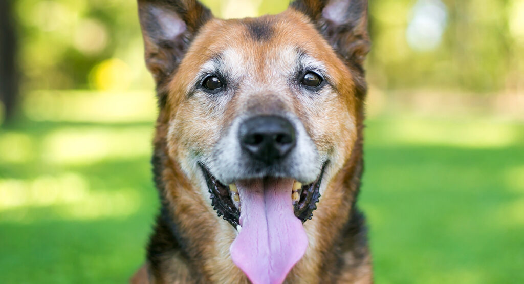 german shepherd mix breed