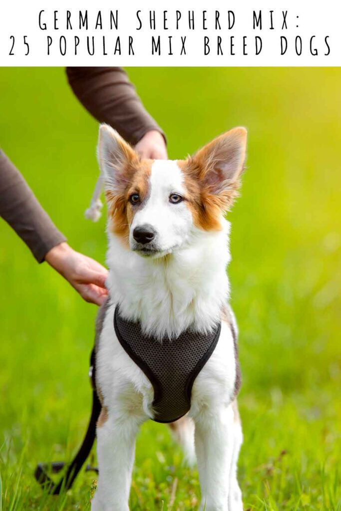 a z cross breed dogs