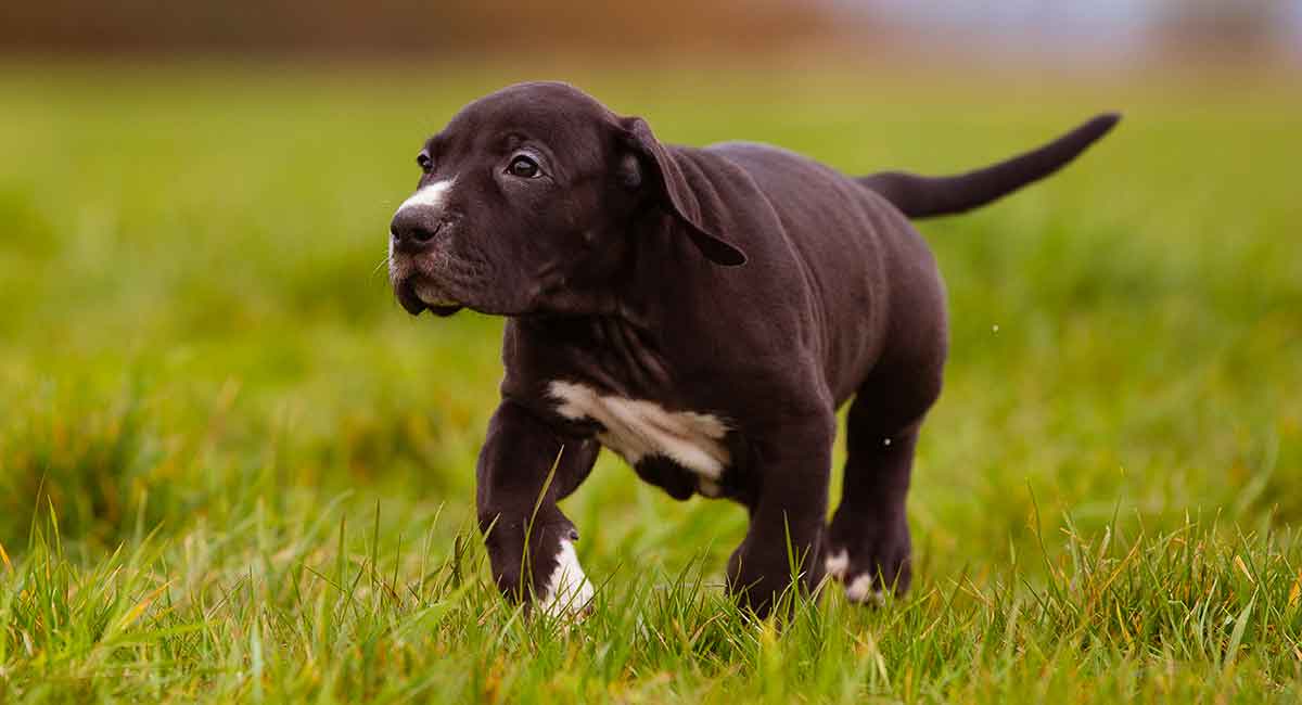 black lab great dane puppy