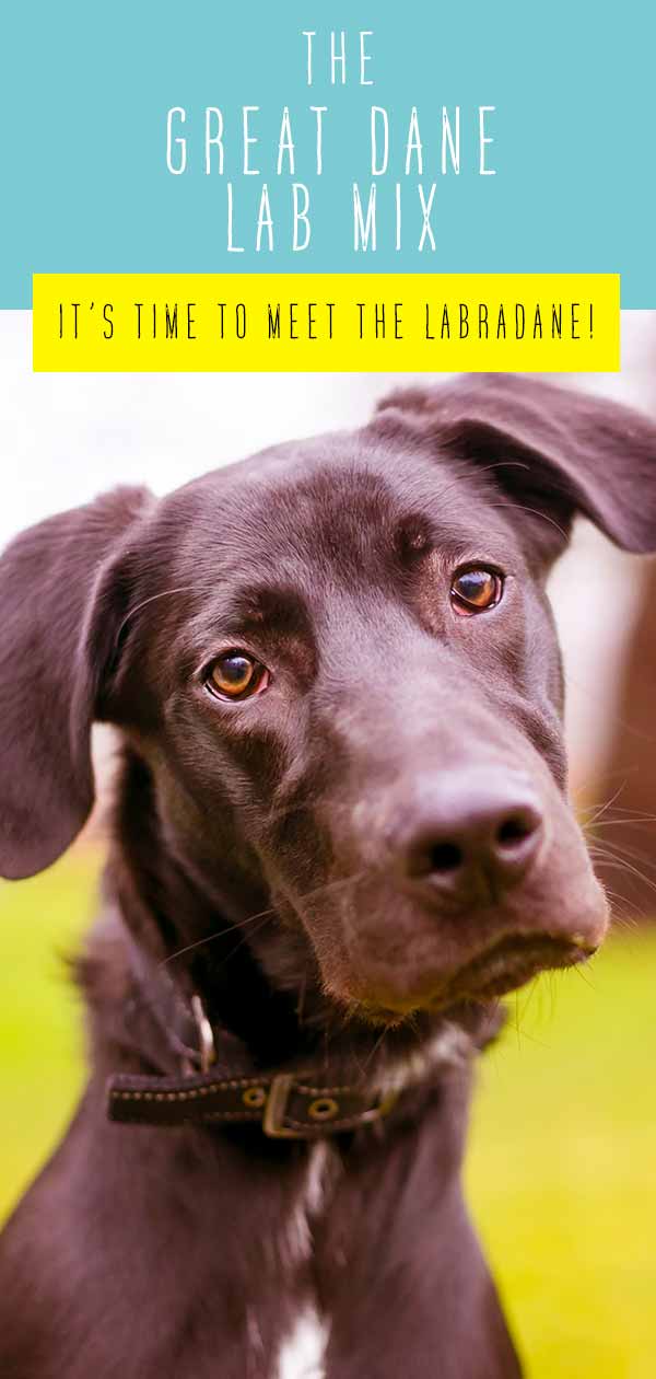Great Dane Lab Mix Breed - A Complete Guide to The Labradane Dog