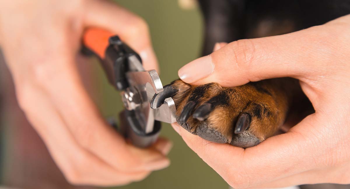 How to Stop A Dog's Nail from Bleeding Quickly and Safely