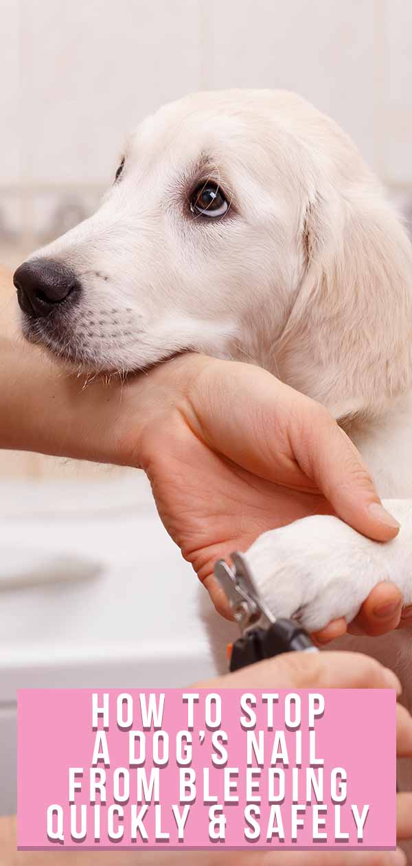 How to Stop A Dog's Nail from Bleeding Quickly and Safely