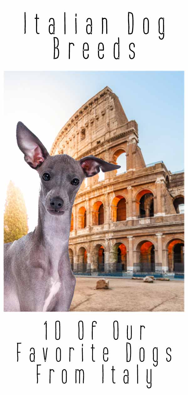 Italian Dog Breeds 12 Of Our Favorite Dogs From Italy