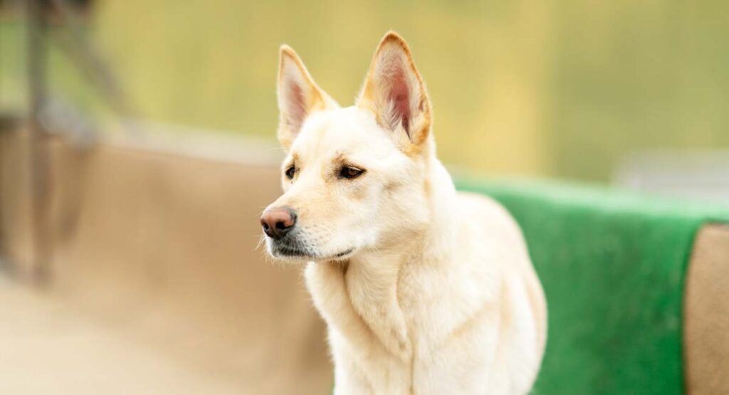 korean jindo dog with pointy ears