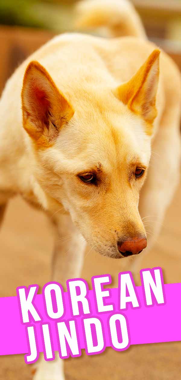 are jindo dogs intelligent