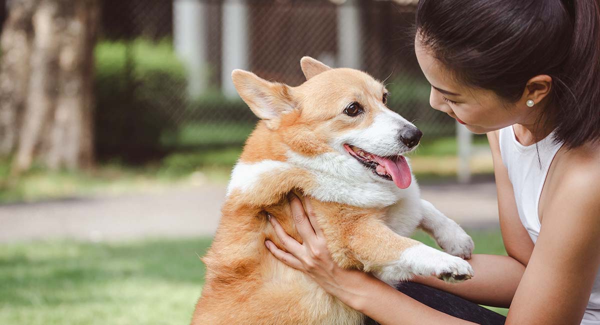 are corgi dogs breed miniature