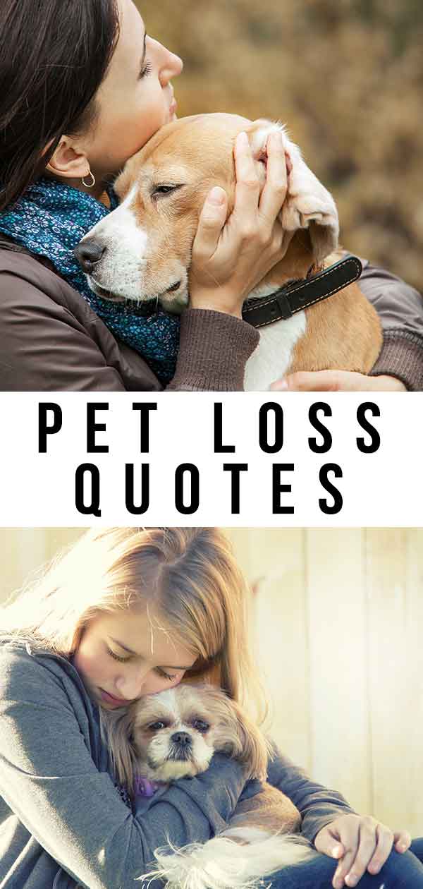 Pet Loss Quotes Dog